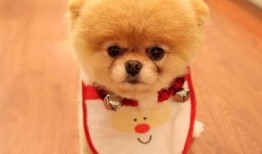 一个狗狗最新爆料图片,狗狗最新爆料萌态十足